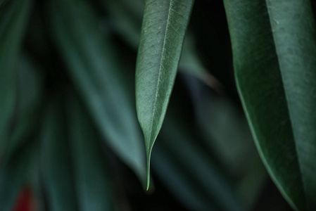 长青植物图片 长青植物素材 长青植物插画 摄图新视界
