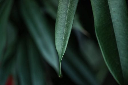 长青叶背景植物特写图