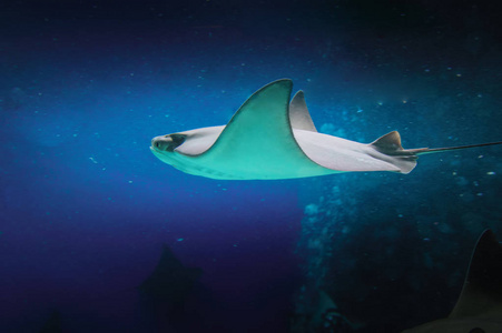 魟鱼摄影图-魟鱼图片大全-魟鱼照片-摄图新视界