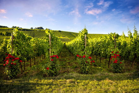 葡萄酒路线的风景葡萄园。法国阿尔萨斯