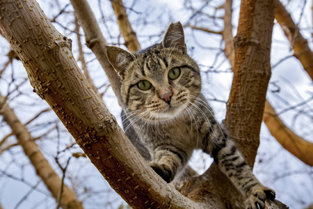 可爱的流浪猫