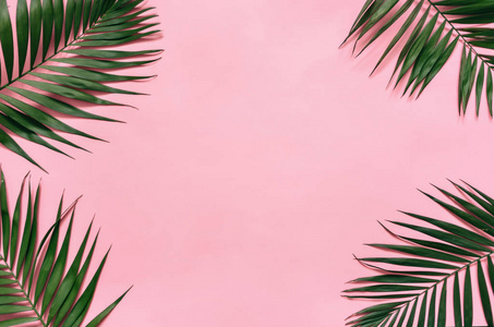 热带棕榈叶边界框架被隔离在柔和的粉红色背景。文本复印刻字室