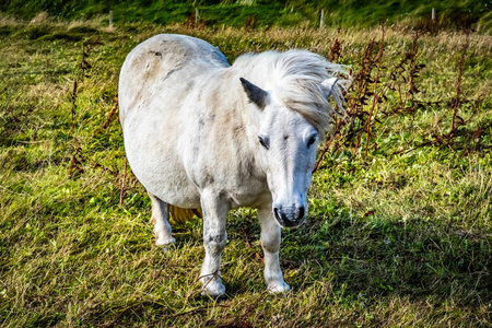 苏格兰的兰地小马, 兰地群岛, 英国