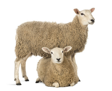 羊站立在另一个躺在白色背景