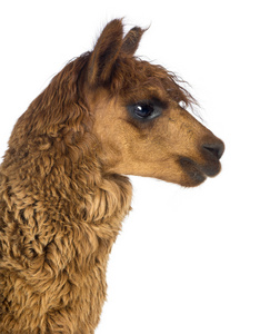 羊驼毛白色背景的侧面视图特写照片