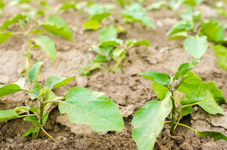 年轻的茄子生长在田间.蔬菜排.农业,蔬菜,有机农产品,农产工业.