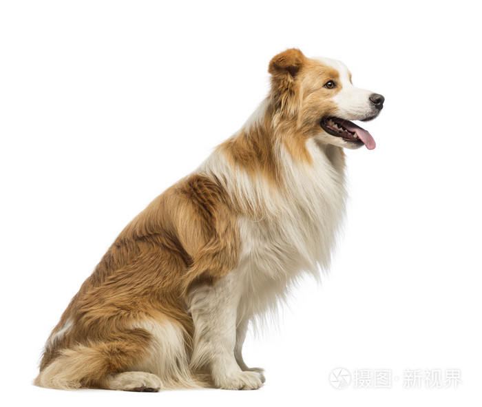 边境牧羊犬15岁坐在和气喘吁吁在白色背景前的侧面图