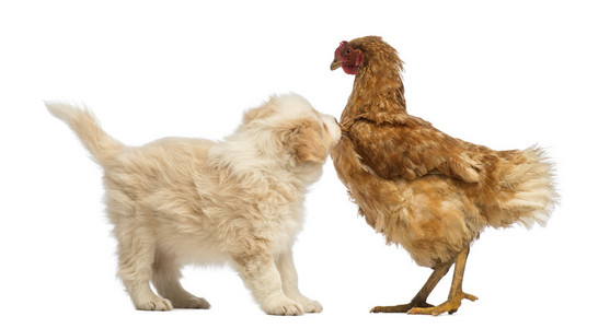 边境牧羊犬小狗,6 周老,看着一个母鸡站在白色背景前照片