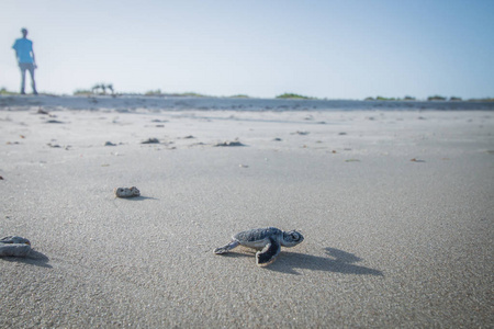 小绿海龟正向大海走去。斯瓦希里语海岸, 坦桑尼亚