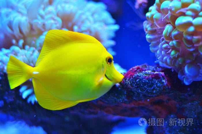 中等大小的明亮的黄色鱼在石头和珊瑚附近漂浮相片特写