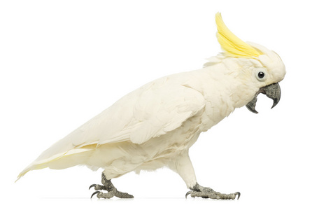 葵花凤头鹦鹉，cacatua galerita，30 岁，走在白色背景前的嘴张开