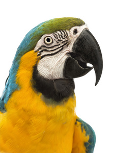 蓝色和黄色的金刚鹦鹉，ara ararauna，30 岁，在白色背景前的侧面视图特写