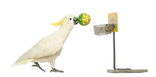 葵花凤头鹦鹉，cacatua galerita，30 岁，打篮球，在它的喙在白色背景前拿着一个球