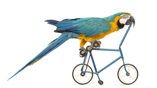 蓝色和黄色的金刚鹦鹉，ara ararauna，30 岁，骑着蓝色自行车在白色背景前的侧面图