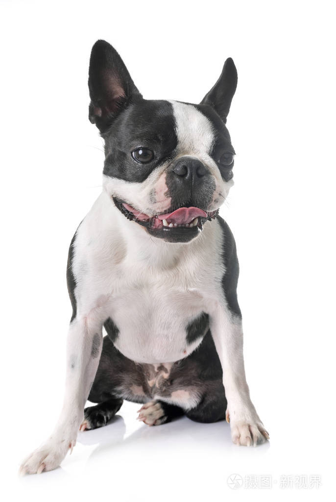 在白色背景前面的波士顿梗