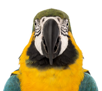 蓝色和黄色的金刚鹦鹉，ara ararauna，30 岁，在白色背景前的前视图特写