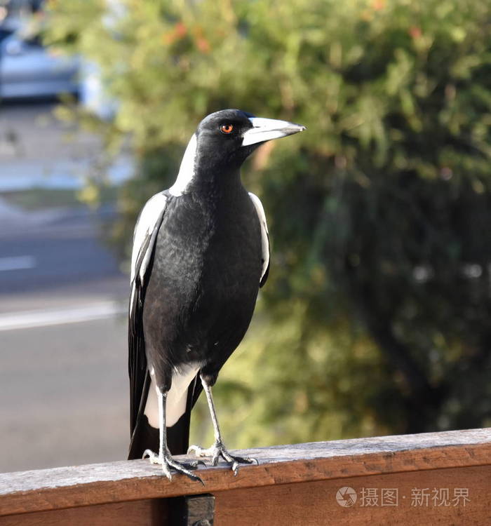 羽毛站在栅栏上澳大利亚喜鹊gymnorhinatibicen是一种中等大小的黑白