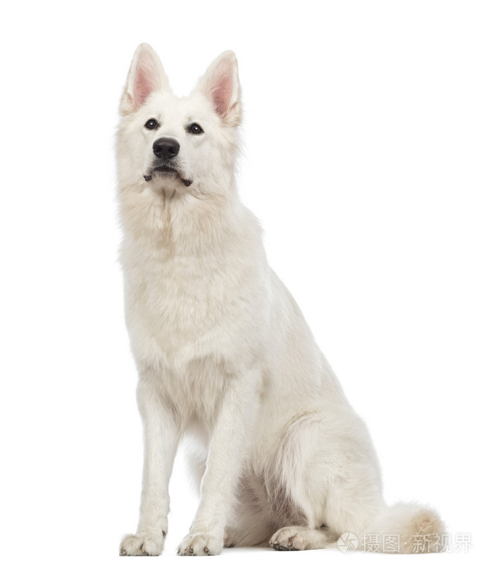 瑞士牧羊犬,5 岁,坐在和在白色背景前查找