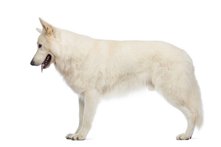 狗低头瑞士牧羊犬,5 岁,在白色背景前低头一边查看照片