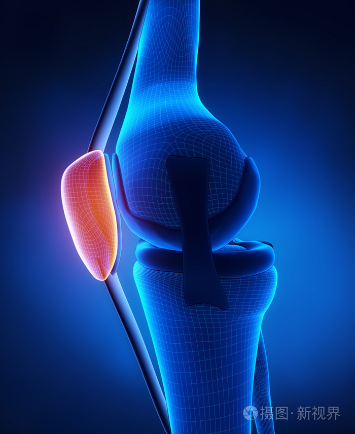 膝盖髌骨解剖