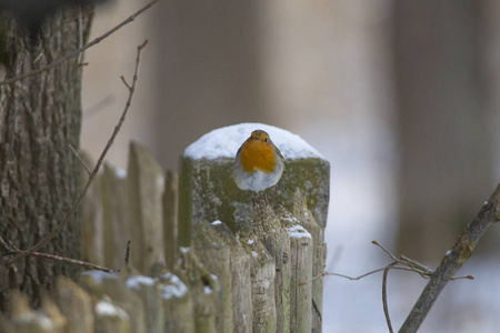 雄性罗宾在求爱的羽毛坐在雪地里