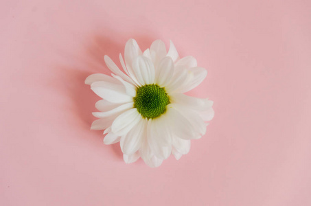 美丽柔和的粉红色背景和白色雏菊。简单简洁的贺卡背景