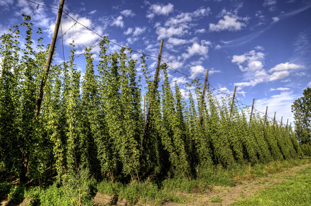 啤酒花种植啤酒花莱辛图片