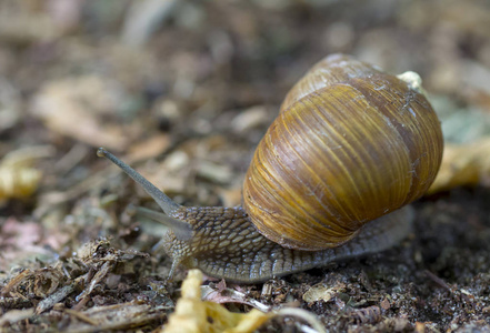 螺旋蜗牛软体动物在家庭 Helicidae