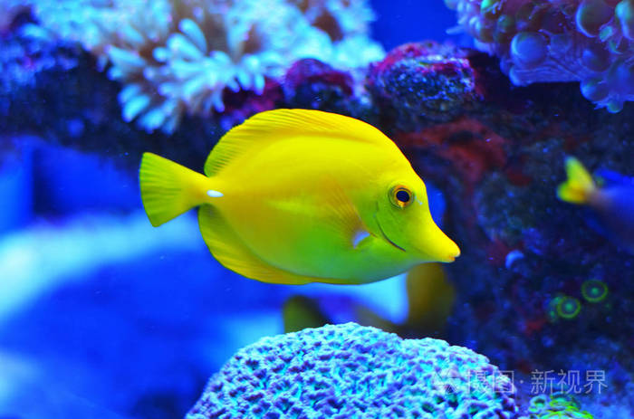 美丽明亮的黄色鱼在干净的蓝色水漂浮过去石头和珊瑚