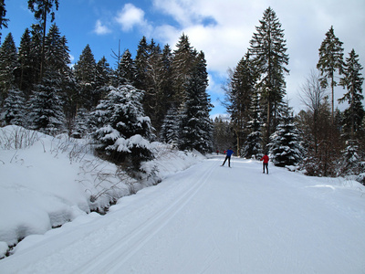 越野滑雪冬季森林中