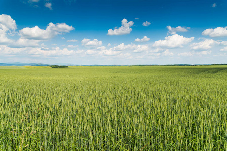 蓝天下的绿色视野全景