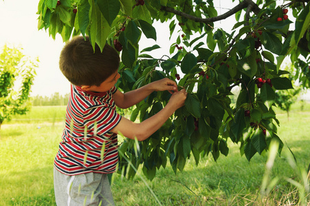 年轻的孩子捡从树樱桃