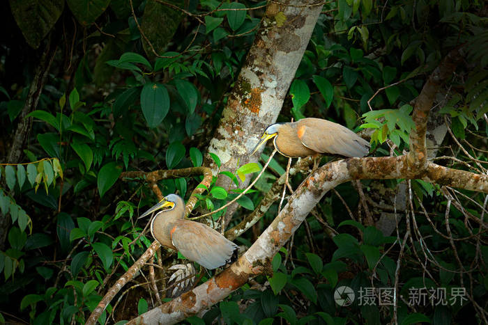 裸喉虎鹭, Tigrisoma mexicanum, 自然绿色植被。来自热带丛林的水鸟。野生动物现场从自然森林