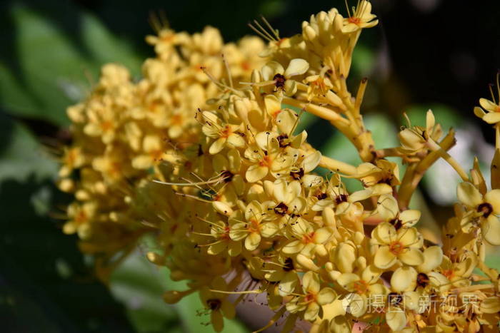 阿育王树saraca籼asoca的五颜六色的黄色绽放阿育王是一棵雨林树豆科