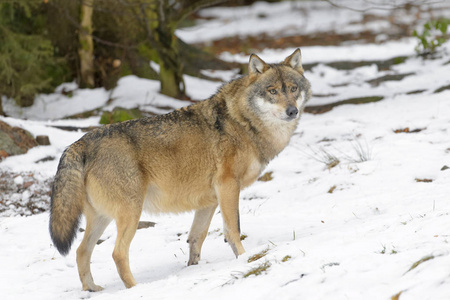 成年的欧亚大陆狼 大犬狼疮 站在雪中的森林, 德国