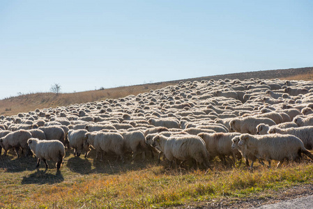 羊群放牧在山草甸。特兰西瓦尼亚, 罗马尼亚