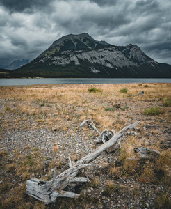 死树干与根在山峰顶在背景。在加拿大艾伯塔省低卡纳纳斯基斯湖采取