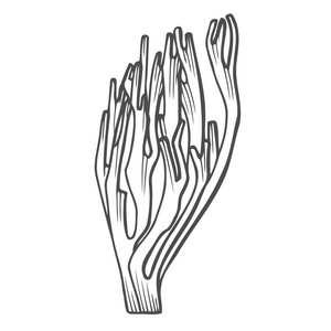 裙带菜插画-裙带菜手绘-裙带菜卡通图-摄图新视界