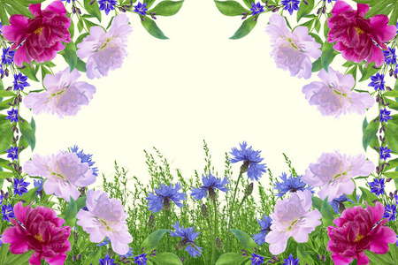 田野矢车菊蓝色的花朵, 衬托着夏日的景色。