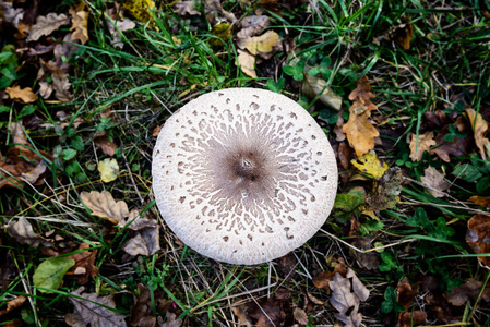 秋天的森林蘑菇看起来比夏天更高雅和丰富多彩, 顶部视图