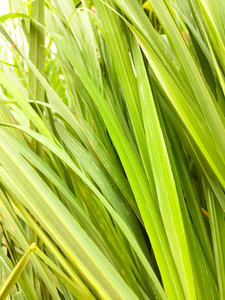 它是一种灌木, 叶子长而细长绿色.它是一种草药照片