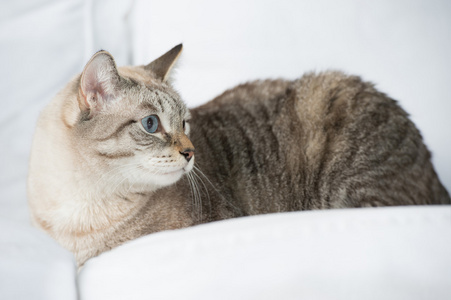 可爱虎斑猫咪在家里躺在沙发上和寻找持谨慎态度