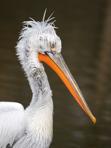 顶髻达尔马提亚鹈鹕的肖像照片