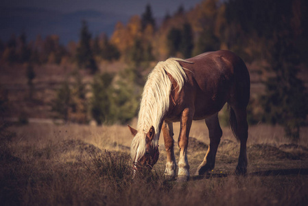 美丽的棕色马放牧在山草甸