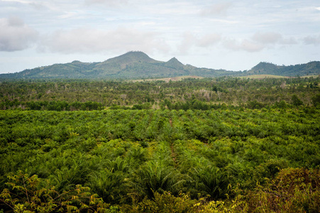 加里曼丹岛的植被类型图片