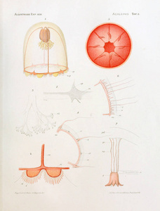 水母解剖示意图