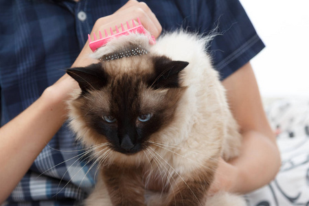 梳绒猫手梳理.以巴厘照顾家养宠物照片