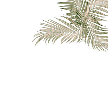 棕榈树在白色背景上的绿色叶