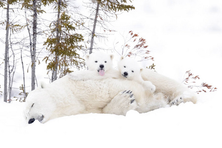北极熊母亲 厄休斯 maritimus 与二个幼崽, Wapusk 国家公园, 马尼托巴, 加拿大