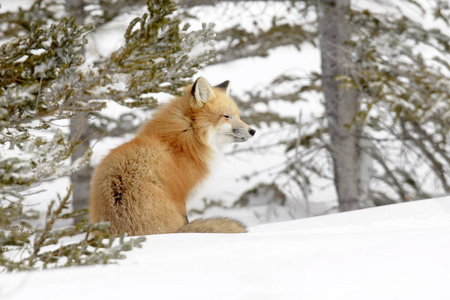 红色狐狸 狐狸狐狸 成人, 坐在雪, 丘吉尔, 马尼托巴, 加拿大